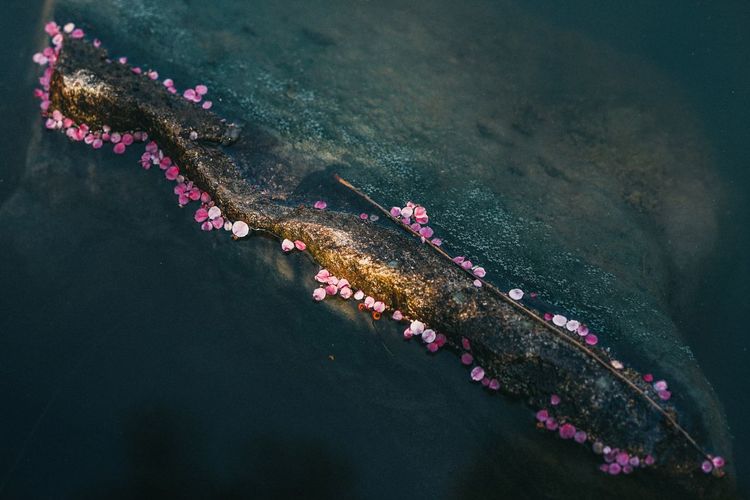 High angle view of flowers floating on lake