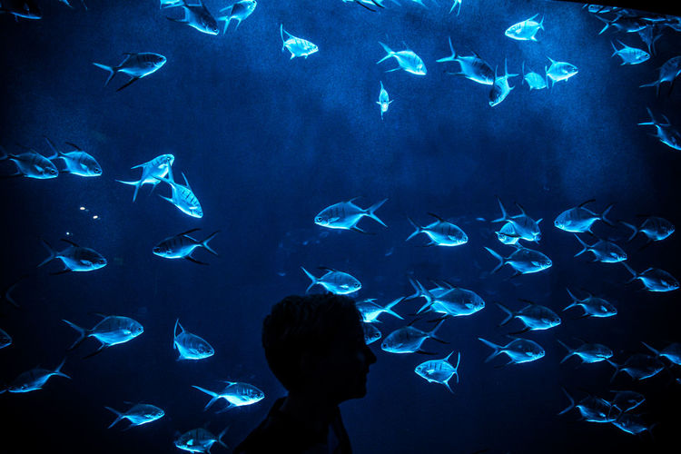 Silhouette boy by fish tank in aquarium