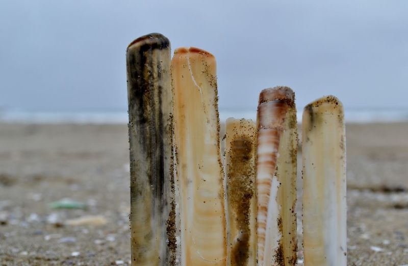 Close-up of shell on beach