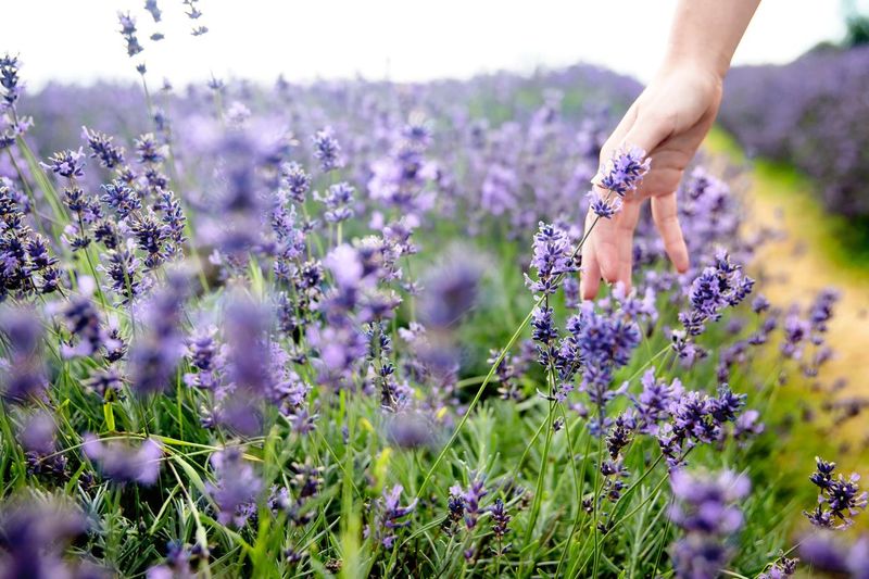 Close-up of hand holding flowers on field