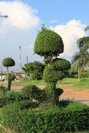 Plants growing on field against sky
