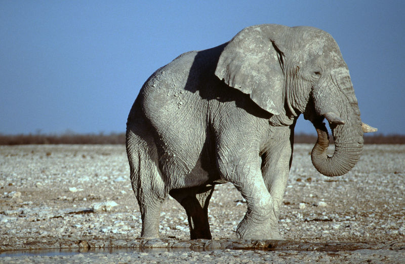 Close-up of elephant on field against sky
