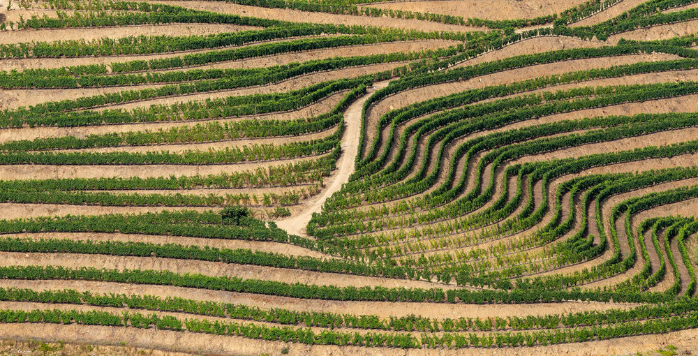 High angle view of rice field