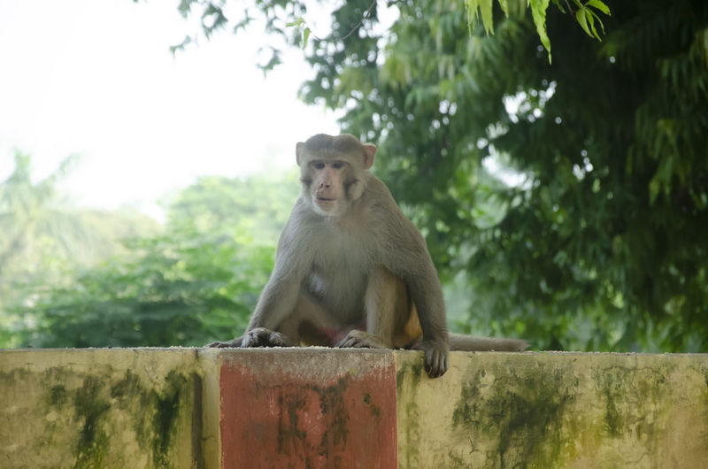 Monkey sitting on wall against trees