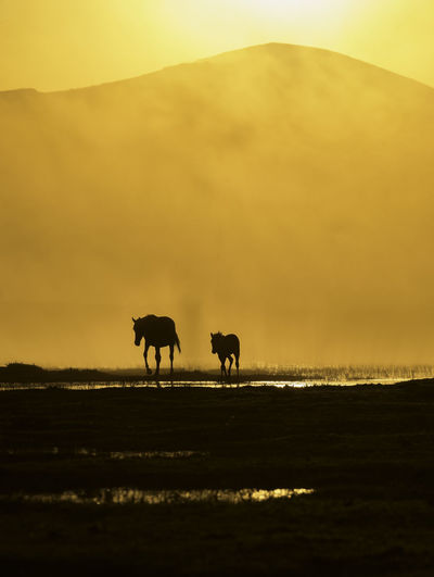 Silhouette horses against sky during sunset