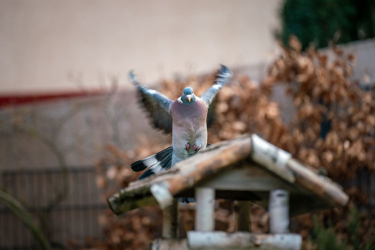 Bird flying over a wooden fence