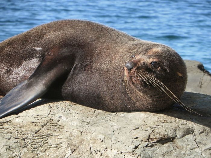 Close-up of fur seal on rock by sea