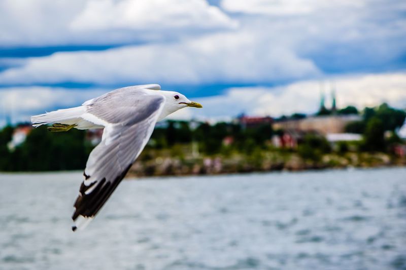 Seagulls flying over white background