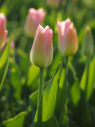 Close-up of pink tulip