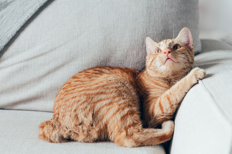 Cute little ginger kitten lays on the sofa in funny pose
