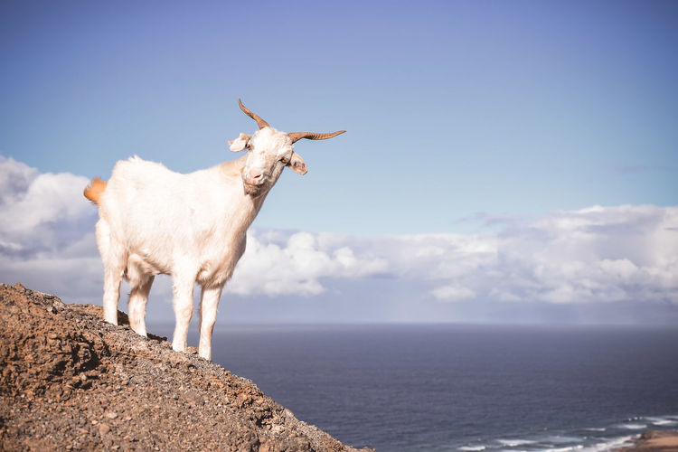 Goat standing in a sea
