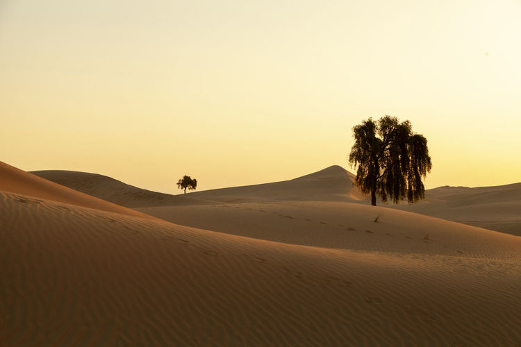 Lonely tree in the desert in the uae hidden in the sand dunes during the sunrise