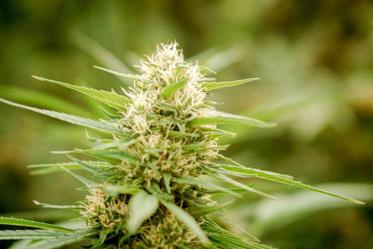 Marijuana cannabis plant leaves and top view, background cap site or wallpaper panoramic