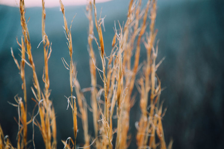 Close-up of plants growing on field