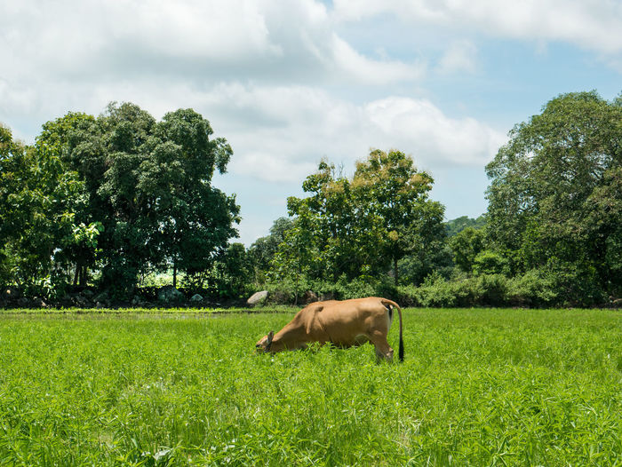 Sheep in a field