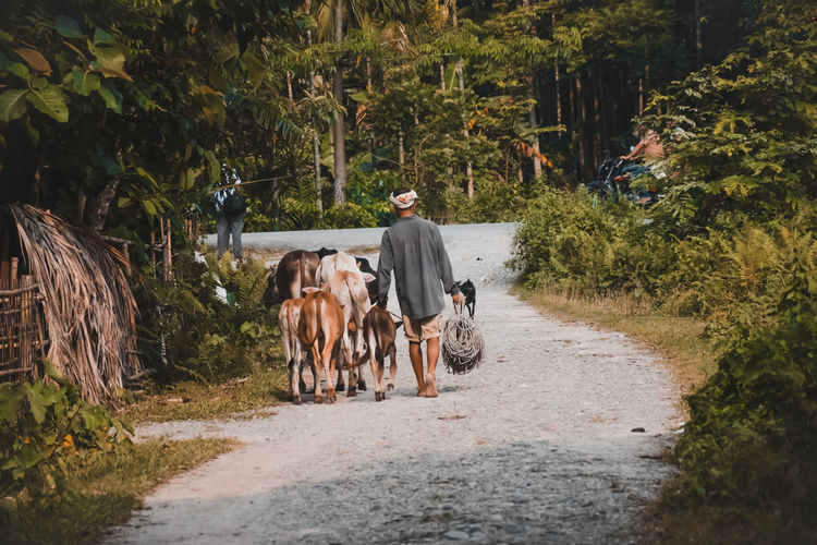 Rear view of young man with cows walking on road