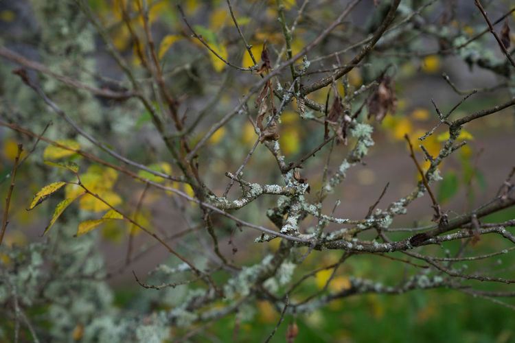 Close-up of tree branches