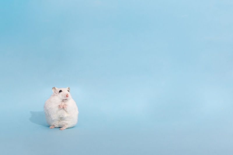 White cat sitting against blue background