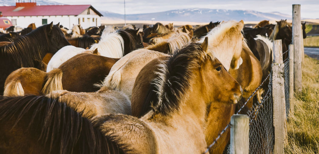 View of horses in ranch