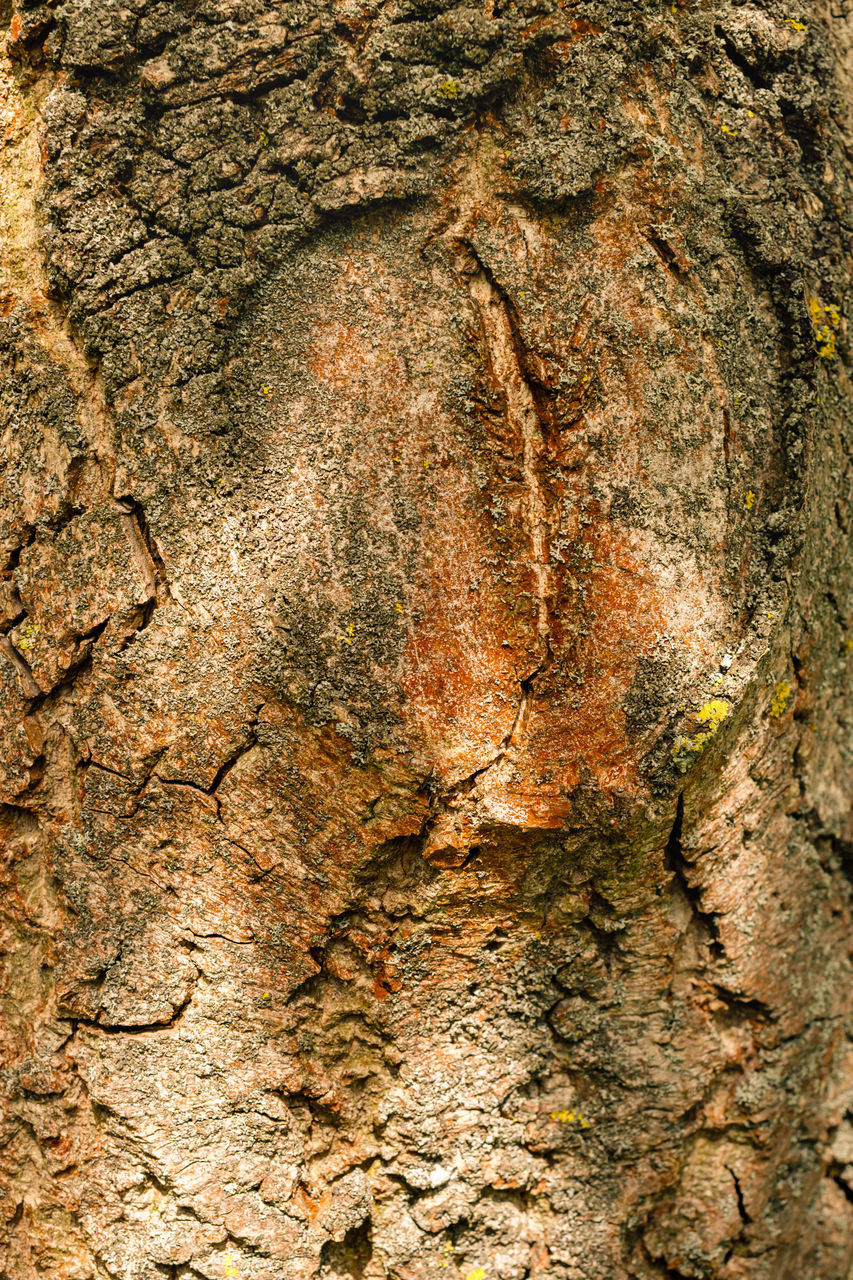 FULL FRAME SHOT OF TREE TRUNK WITH ROCK