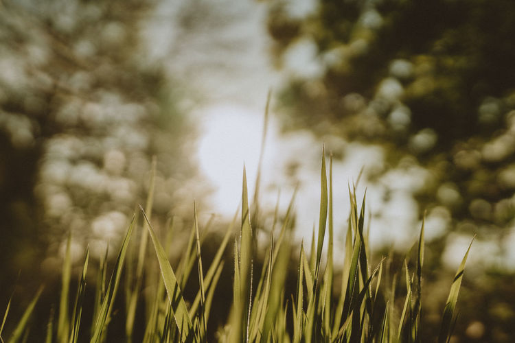 Close-up of fresh grass in field against bright sky