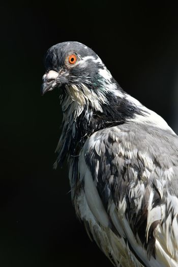 Close-up of pigeon against black background