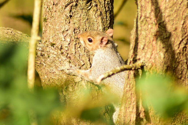 Close-up of squirrel on tree trunk at godalming