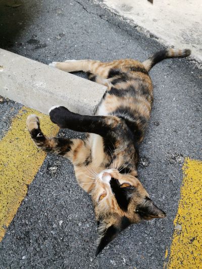 High angle view of cat on road