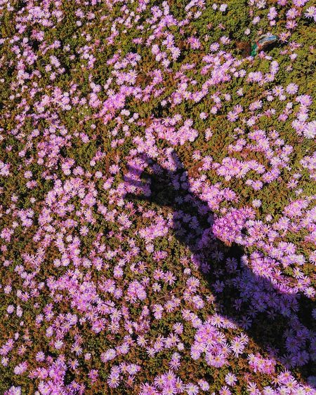 High angle view of pink flowering plants on field