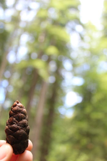 Close-up of hand holding ice cream cone