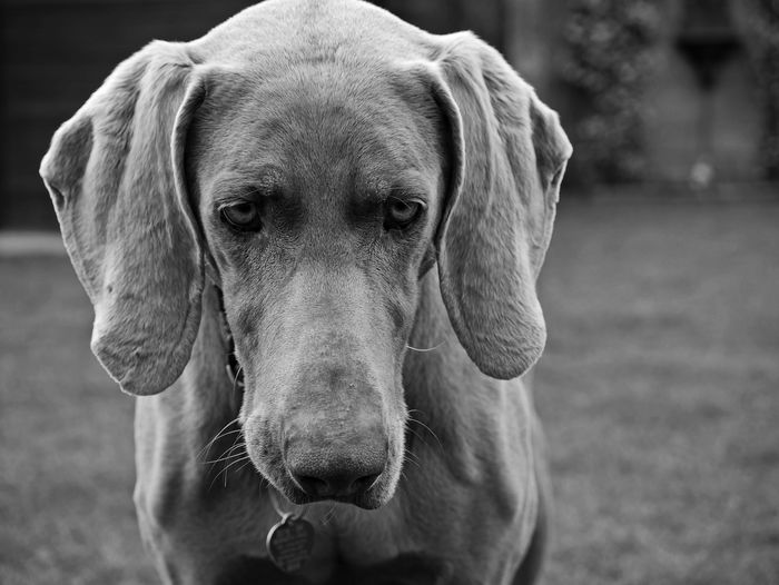 Close-up of sad dog
