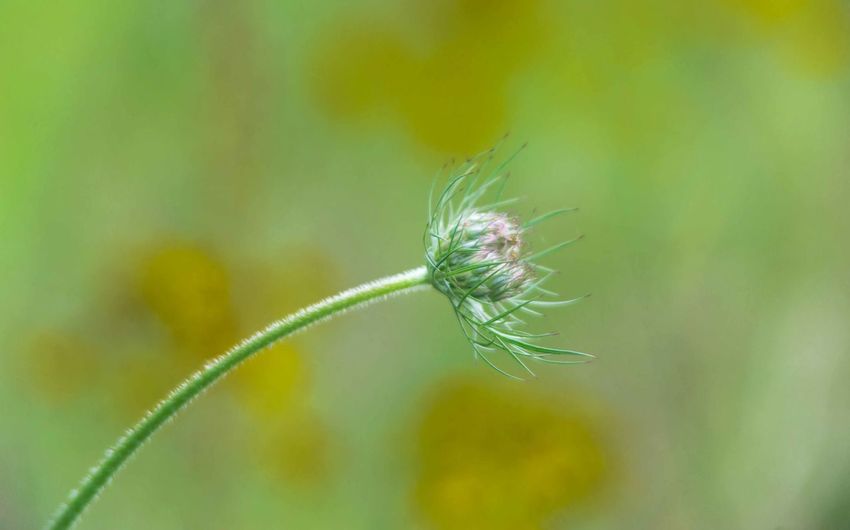 Close-up of dandelion on flower bud