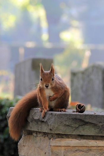 Portrait of eurasian red squirrel relaxing on retaining wall