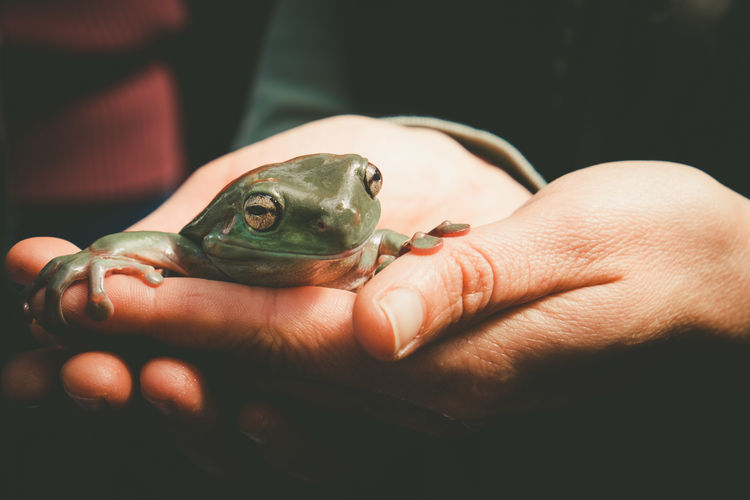 Close-up of person holding frog