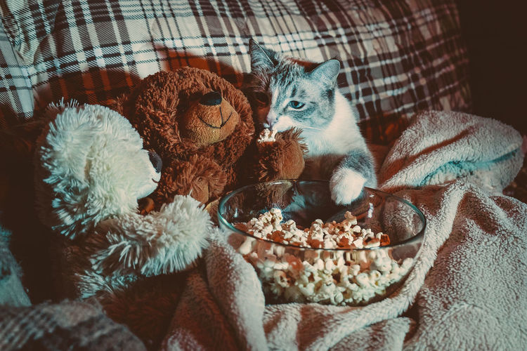 The cat is watching a movie with bears and eating popcorn