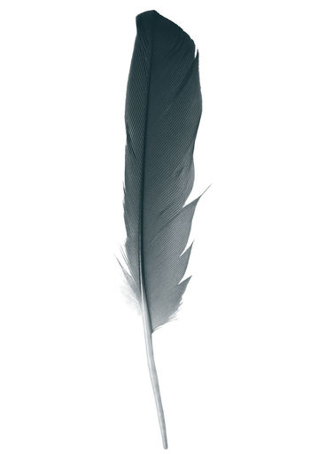 Close-up of feather against white background