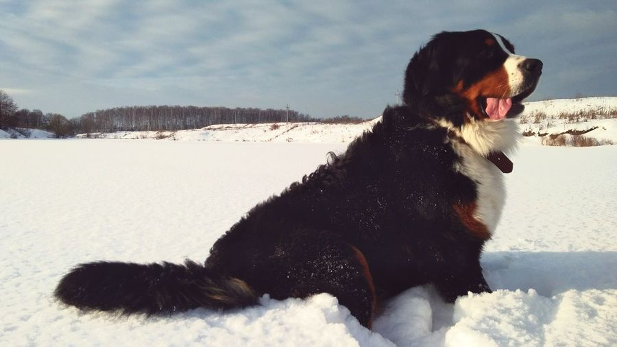 Bernese mountain dog sitting on snow covered field against sky
