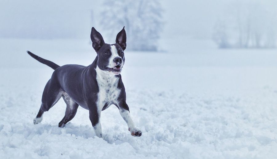 Dog on snow against sky