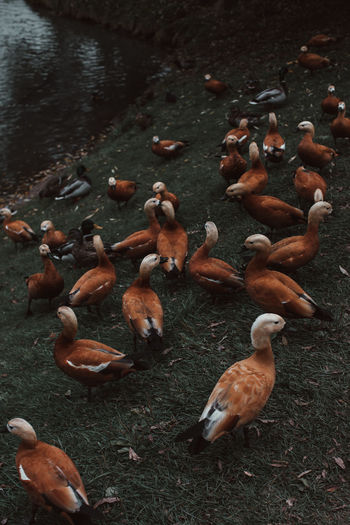 Wild ducks walking in the autumn park by the pond