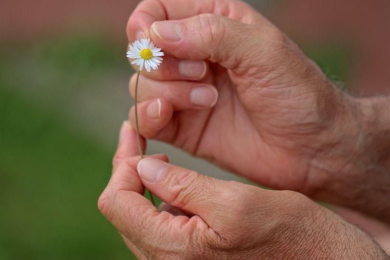 Close-up of hands holding small flower