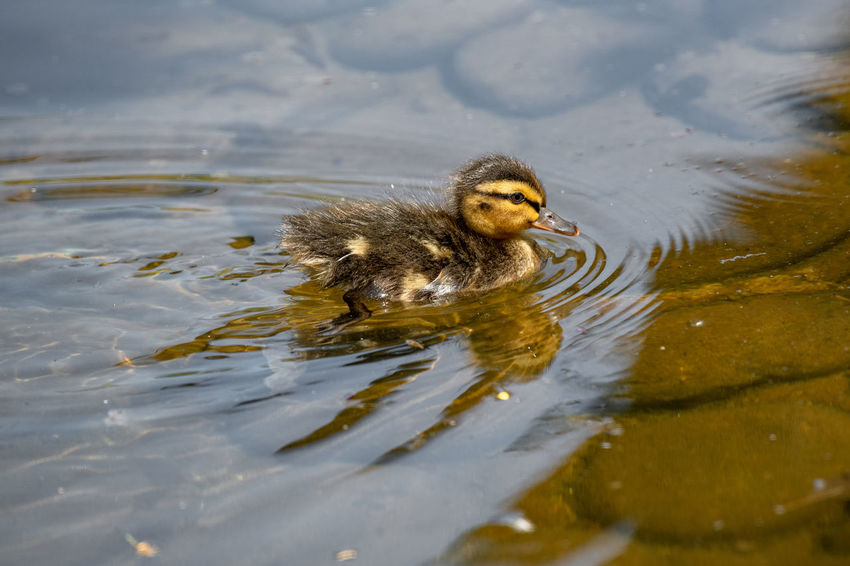 50 Duckling Pictures Hd Download Authentic Images On Eyeem