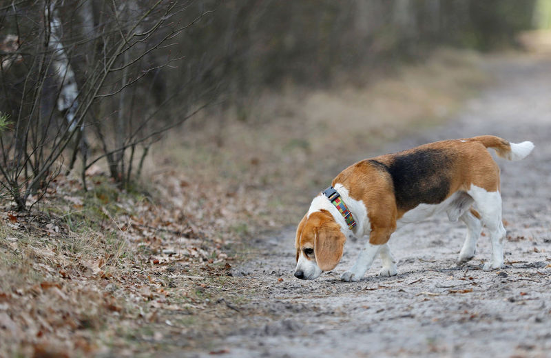 Side view of a dog on field