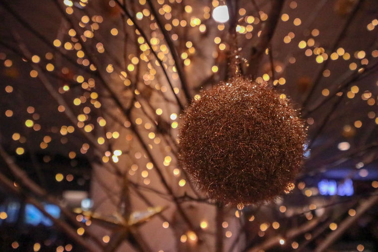 Low angle view of illuminated plant