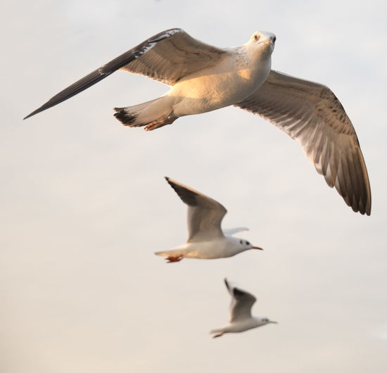 Low angle view of seagulls flying in the sky