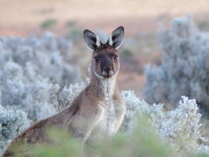 Portrait of kangaroo on land
