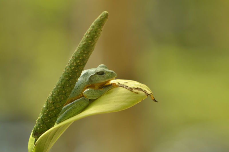 Close-up of lizard on leaf
