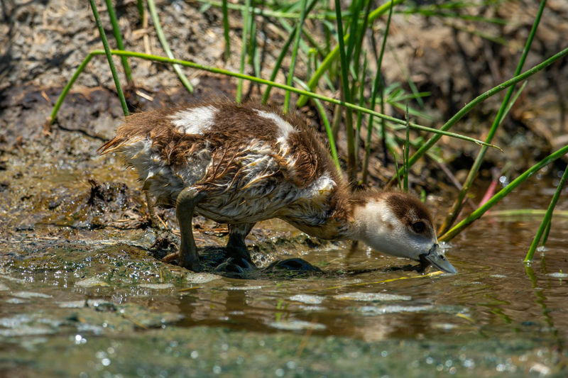 Egyptian gosling bends to drink from water