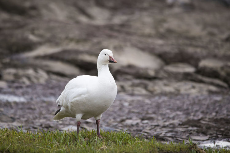 Snow goose standing proudly with muddy beak on the north shore of the st. lawrence river