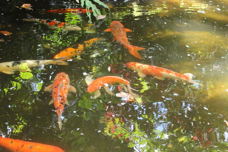 Fish in pond