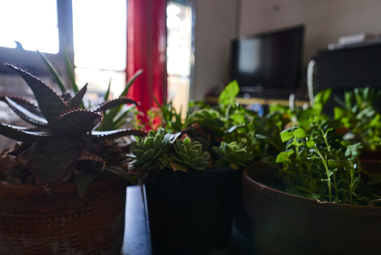 Close-up of potted plants at home